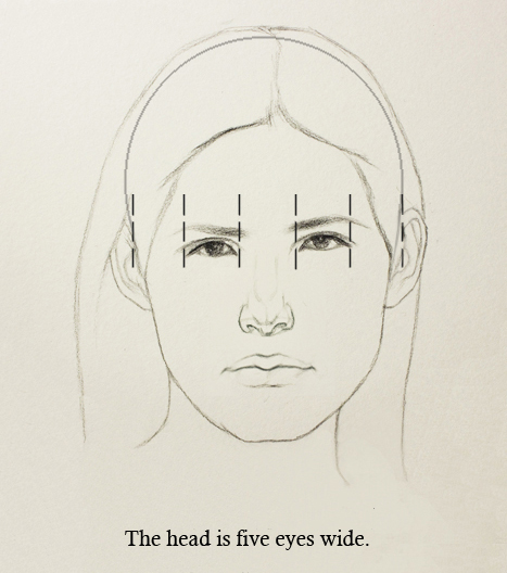 How To Draw The Proportions Of The Face