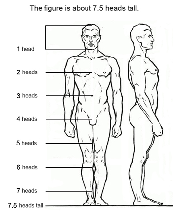 The Male Human Body Proportions - How To Get Them Right Using the heads  count method - Sweet Drawing Blog