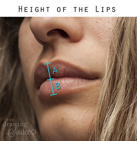 Photo of a womans lips with overlay demonstrating how to use comparative measurement to determine and draw the height of the lips