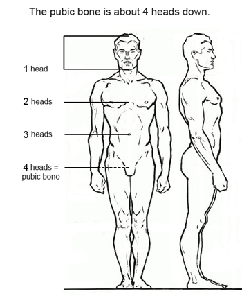 7 Figure Drawing Proportions To Know