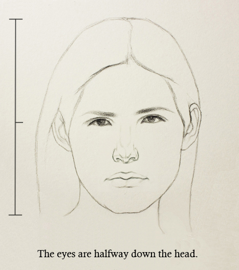 human head profile proportions