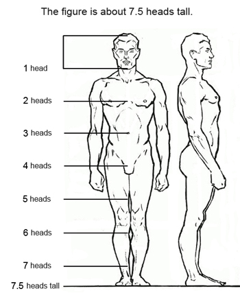 7 Figure Drawing Proportions to Know